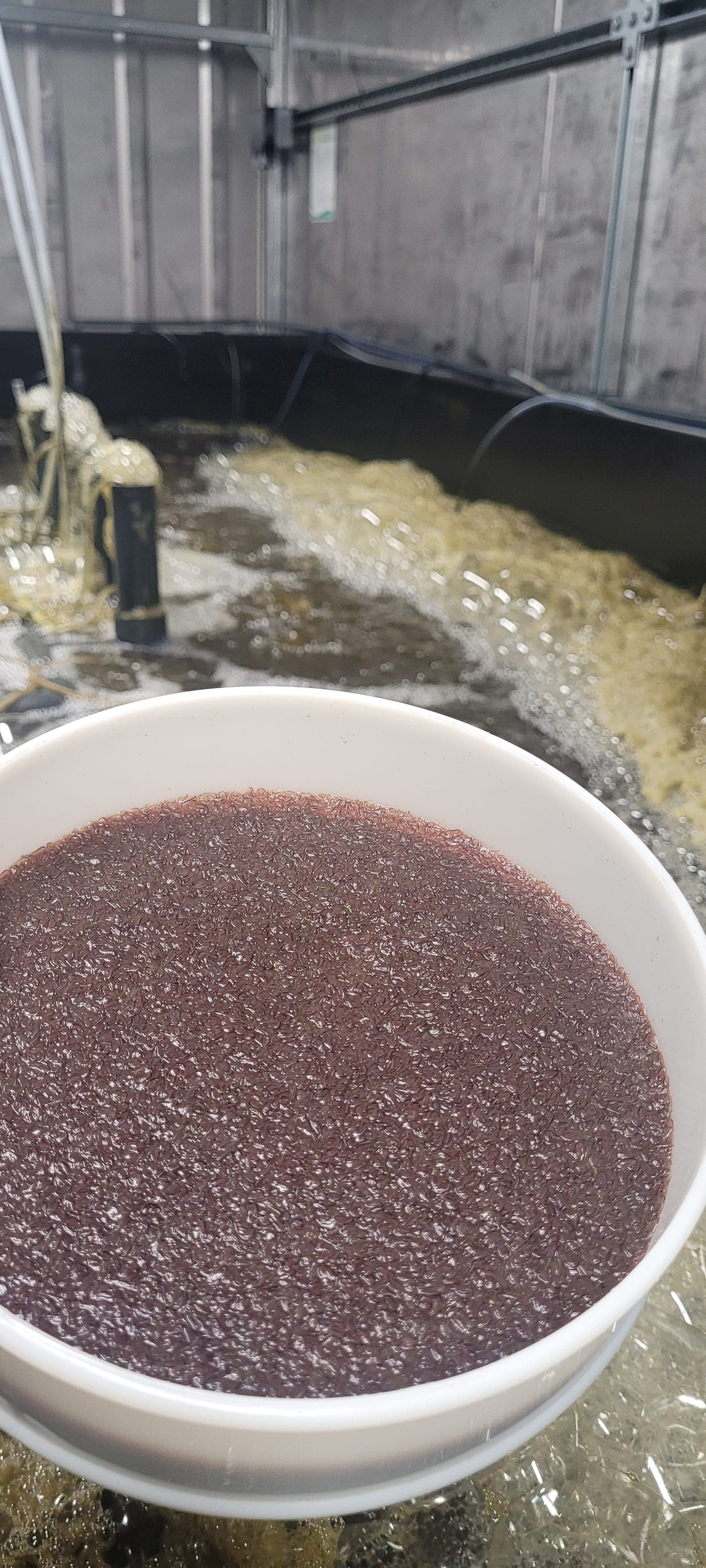 Artemeal feed ingredient