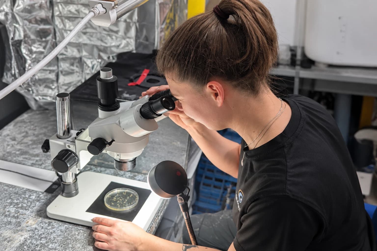 Inspecting Artemia under a microscope for the breeding programme