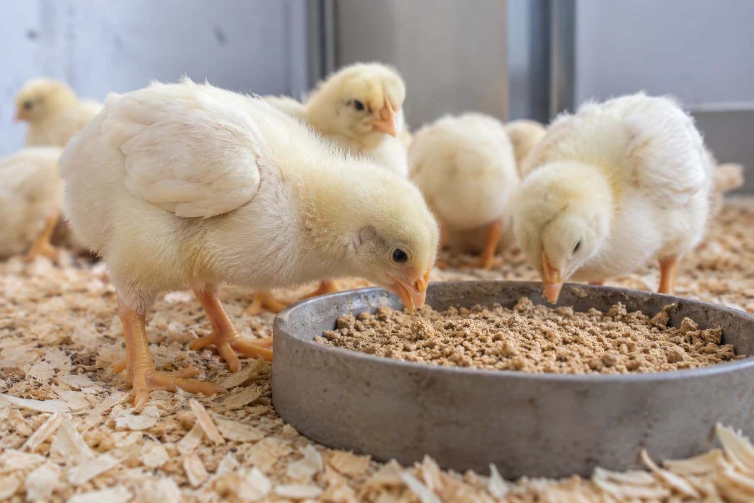 Chicks feeding during the poultry starter-feed trial