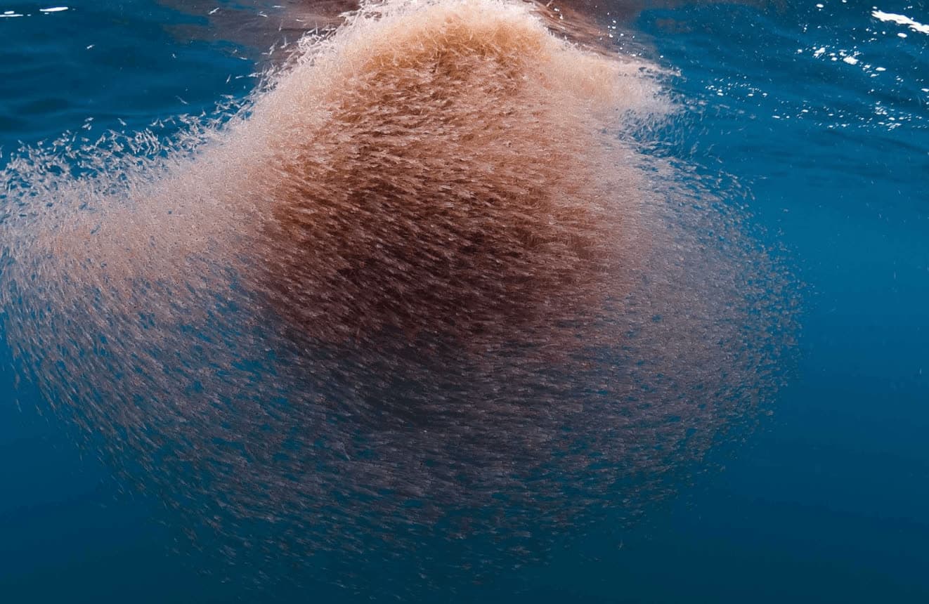 Krill harvesting vessel